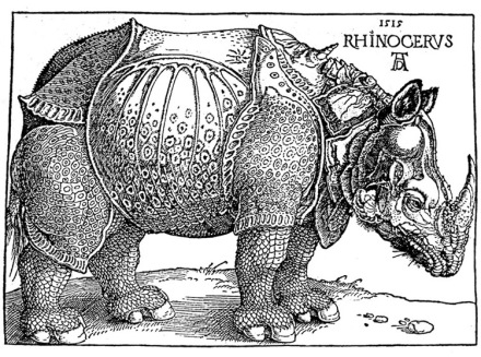 durer rhino